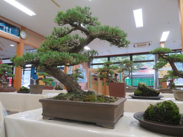 「齋藤成利　盆栽展」展示中♪