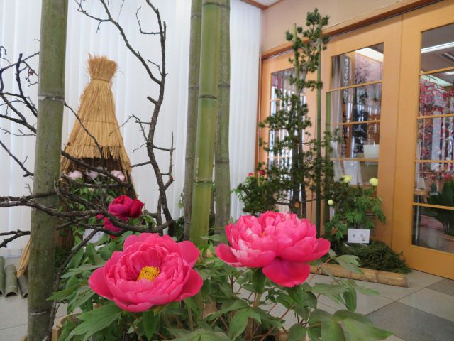 ぼたんの花が見られます♪