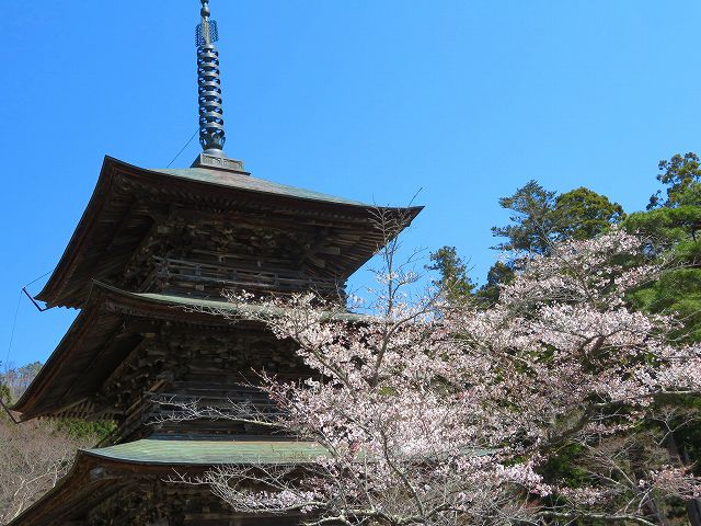 桜、まもなく満開です♪