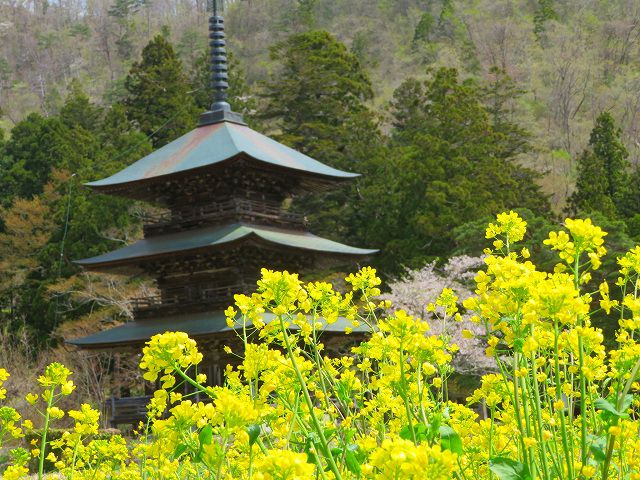 菜の花が満開です♪