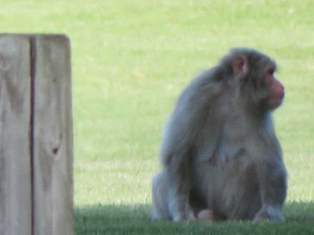 サルが出ました（笑）