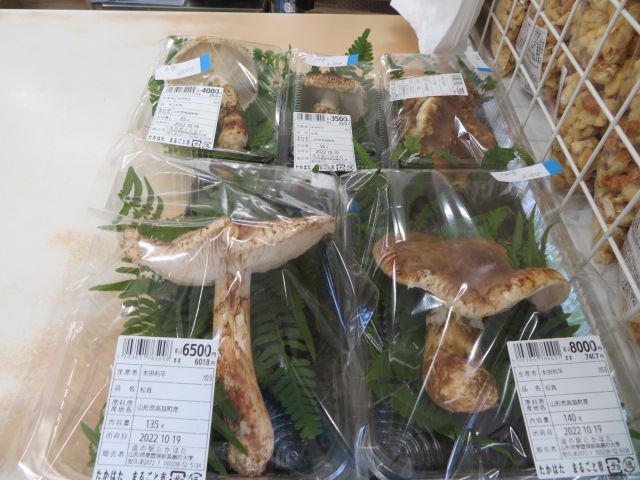 松茸、販売してます！