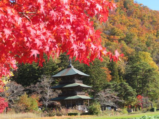 紅葉が見頃です♪♪♪