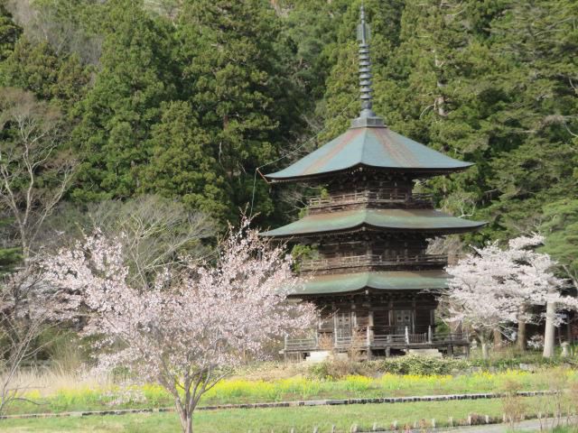桜が満開です♪