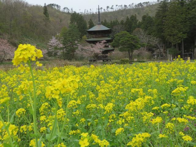 菜の花が満開です♪