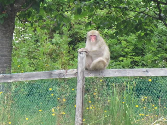 サルが出ました♪