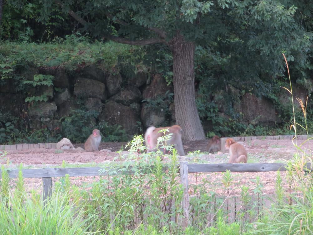 野生のサルに気を付けてください！