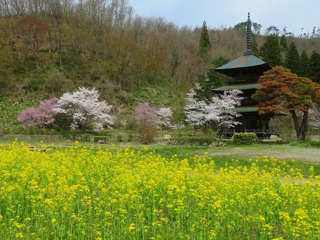 高畠の春　さくら満開です！
