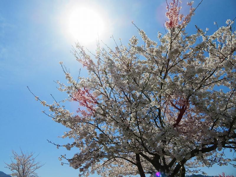 桜が満開です♪