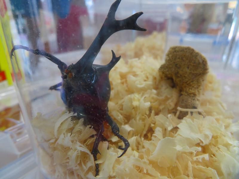 カブトムシとクワガタを販売中です♪