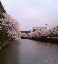お花見に行ってきました