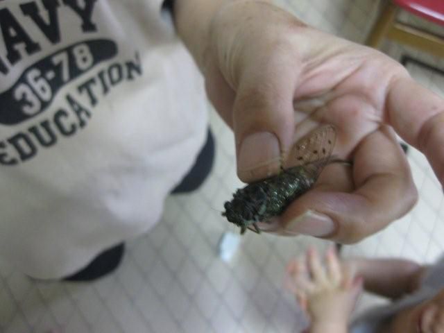 ひぐらし