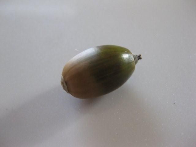 どんぐり