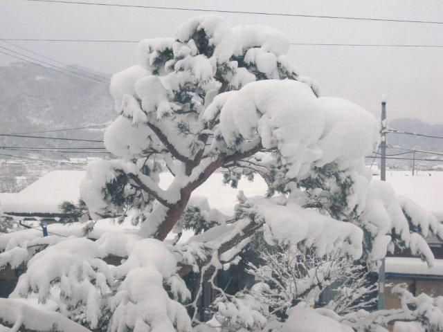 どっさり