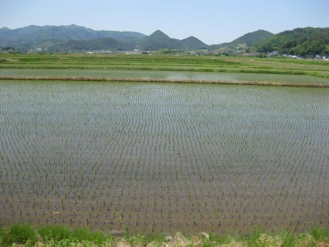 お米