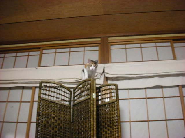 最近のまめ。