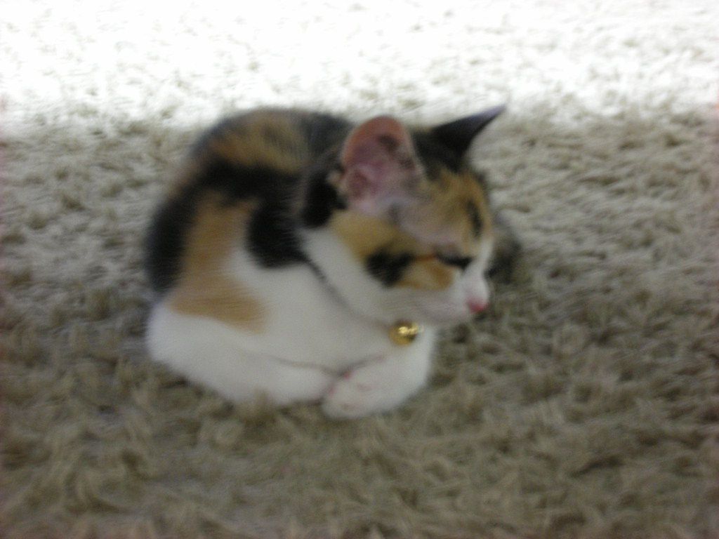 かわいいショット(*^_^*)