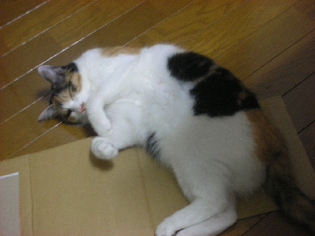 マメの夏ばて。