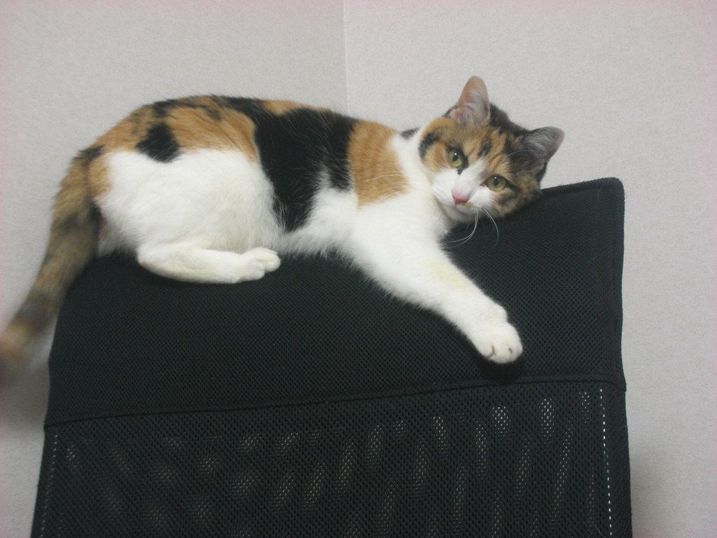 猫好きな店員さん。