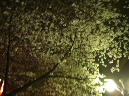 桜咲く