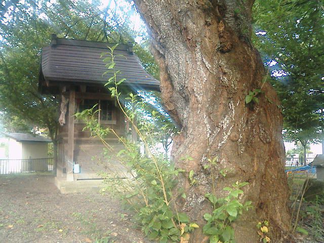 桜の巨木と鎮守様。