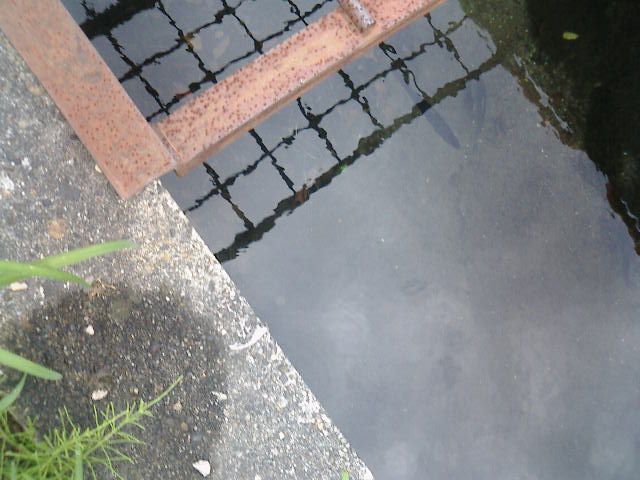 魚影、撮影成功か？