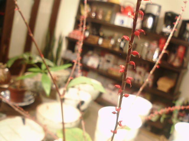 見てます？日本のメロディー