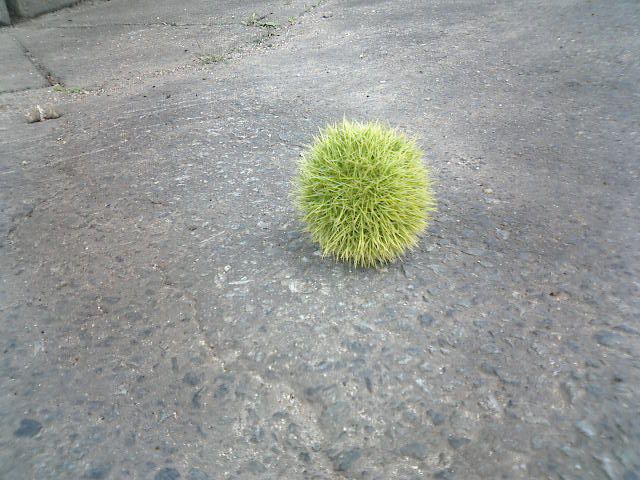 落ちてます。