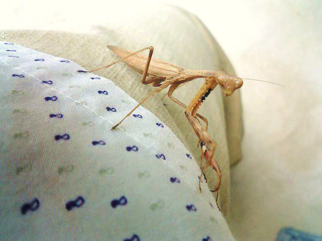 朝、カマキリに出会う。