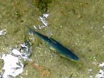 魚が近くにやって来た。