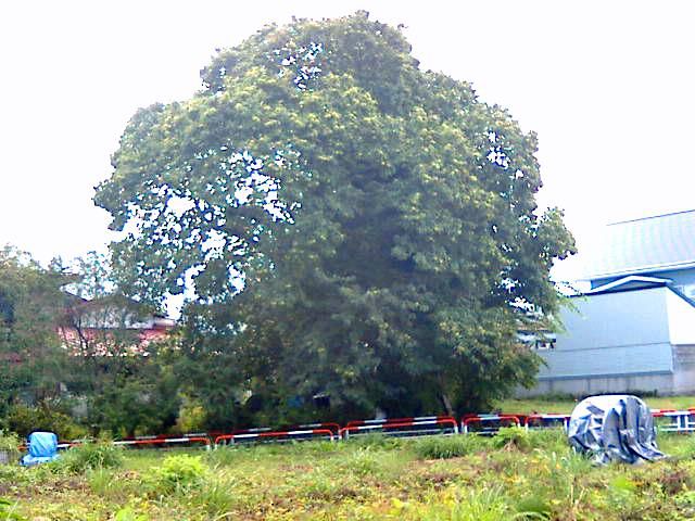 大きな栗の木の下で。