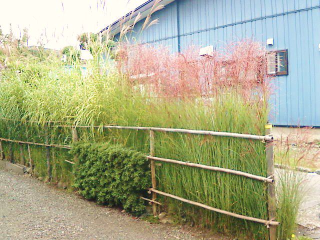 ススキの垣根とは