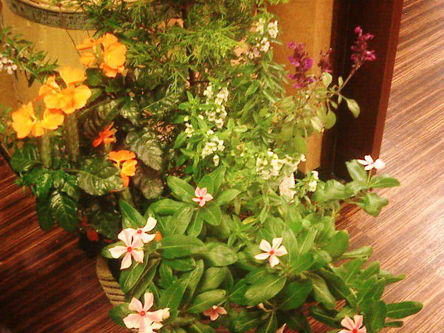 いただいた寄せ植えですが、