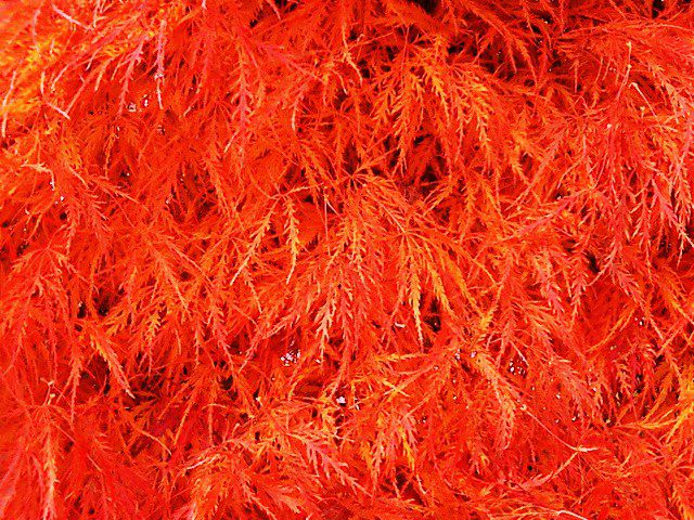 紅葉ふる、、、