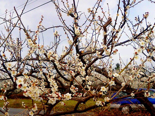 梅は咲いたか、桜はまだかいな。