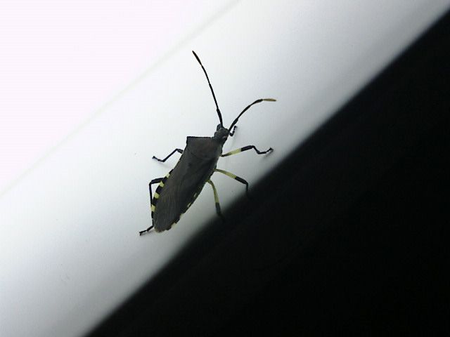 あき竹城の名の由来。