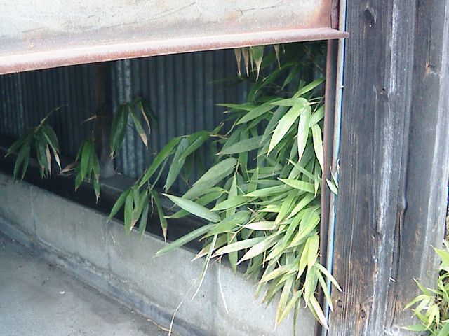 丸に十五枚笹。