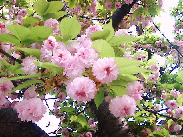 散る桜、残る桜も、、、