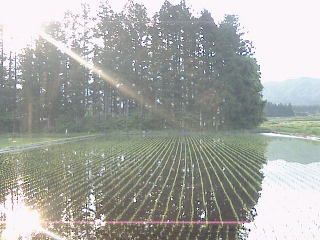 田んぼに水が満つる頃。