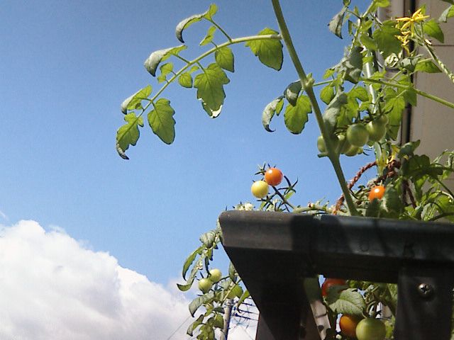 今日はすっきり晴れました。