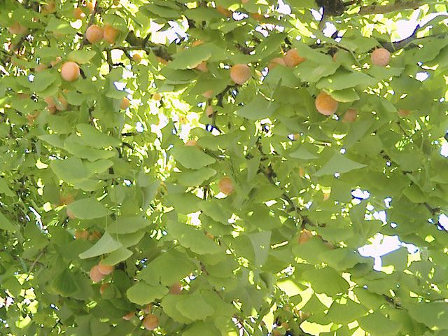 三千世界の烏を殺し、主と朝寝がしてみたい。