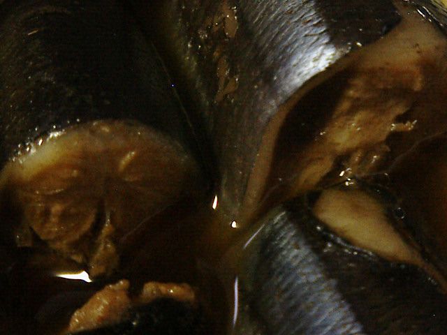 秋刀魚の季節がやってきた！