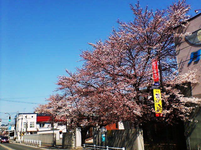 やっとここまで、咲きました。