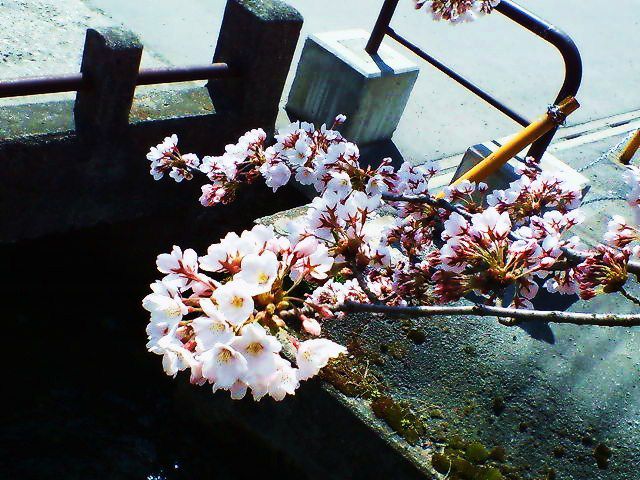 無念、これぞ天下の、、、