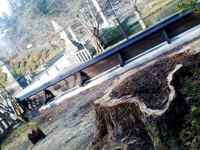 樅ノ木は残ったが、コナラは涸れた。