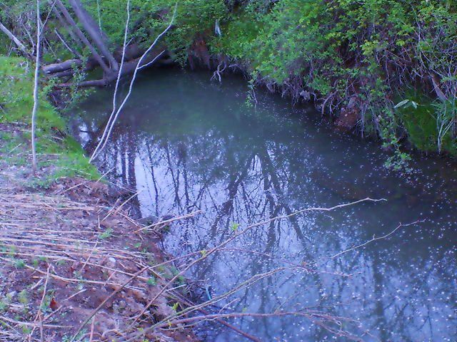 野鯉は水に　君は竿振る