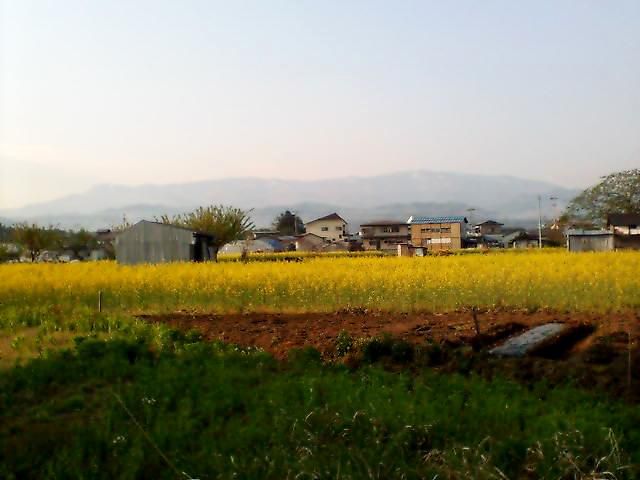 菜の花や　月はもう西　日は東に登ってきたよ