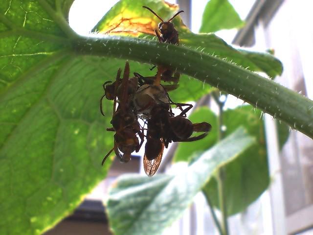 盛んにやっております。
