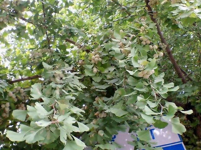 ありがとうございます。