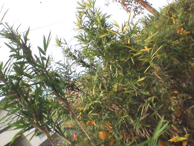 米沢の殖産興業政策。
